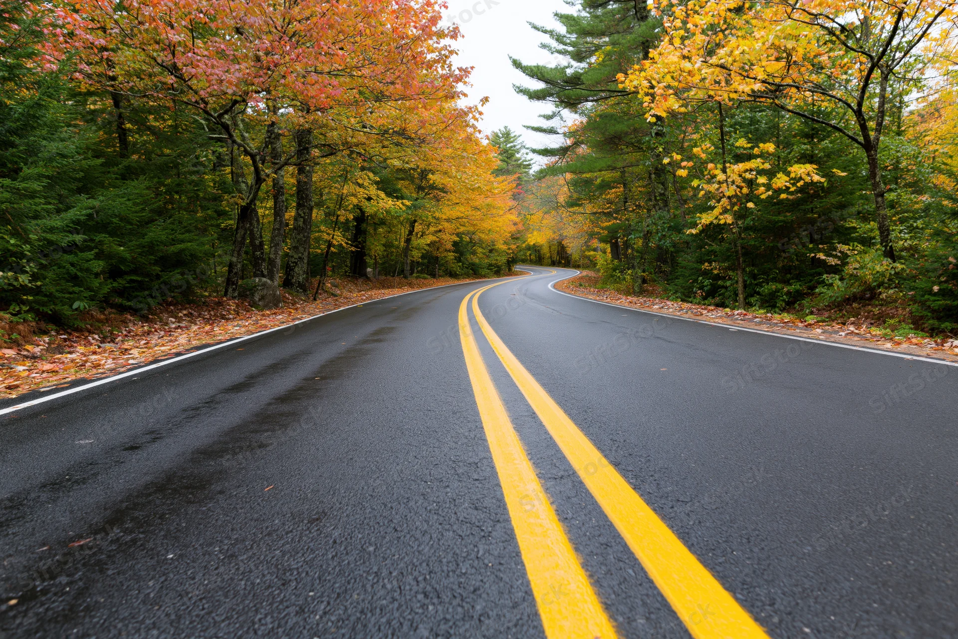 Winding asphalt road with double yellow lines curving through autumn forest with colorful foliage