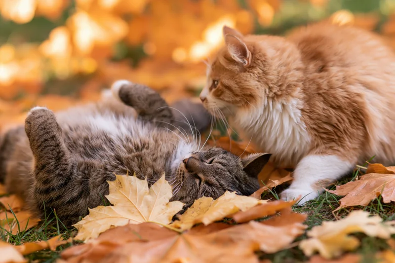 Two domestic cats playing and resting on autumn ground covered in fallen leaves