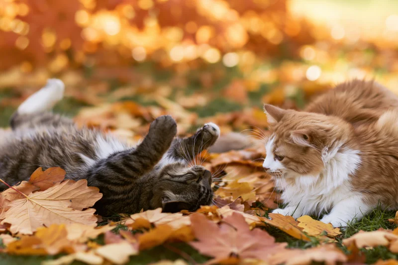 Two cats playing on autumn leaves in a grassy outdoor setting
