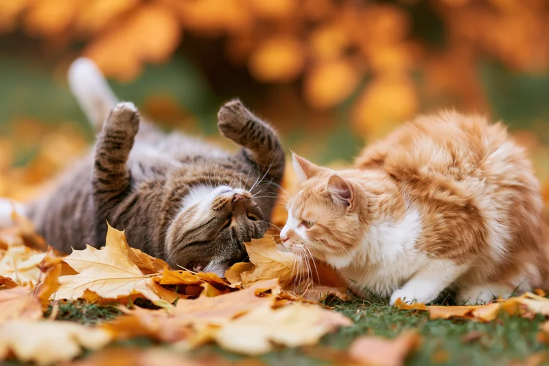 Two cats playing on autumn ground covered in fallen leaves
