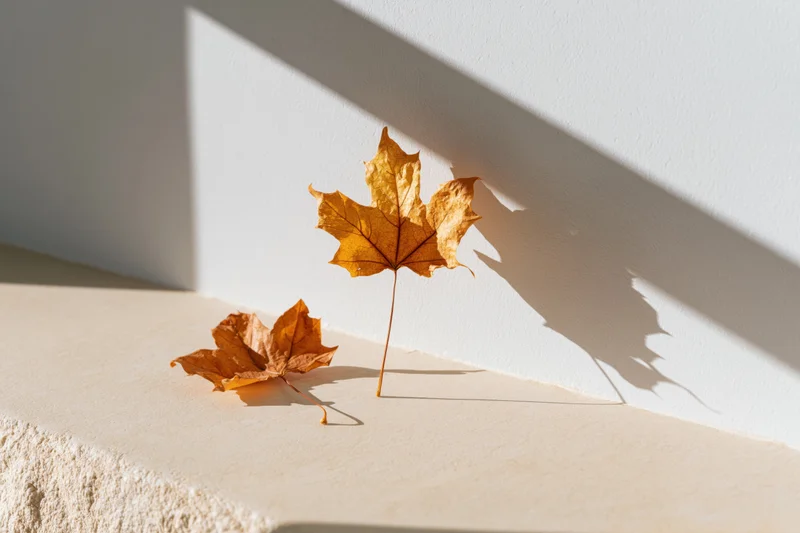 Two dried amber maple leaves resting on a pale beige surface against a white wall with sunlight and shadows