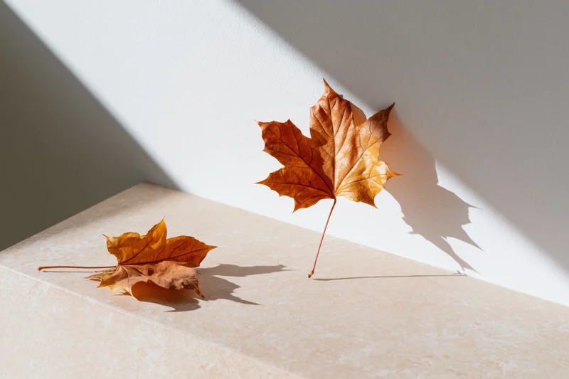 Two dried amber maple leaves resting on a pale beige surface in sunlight