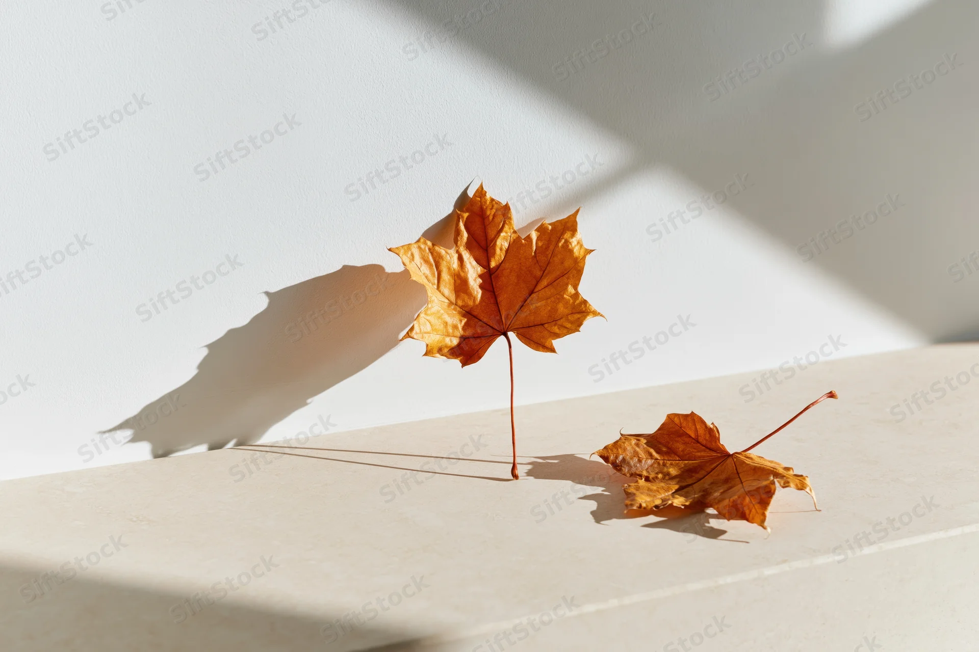 Two dried amber maple leaves resting on a pale beige surface with sunlight and shadows