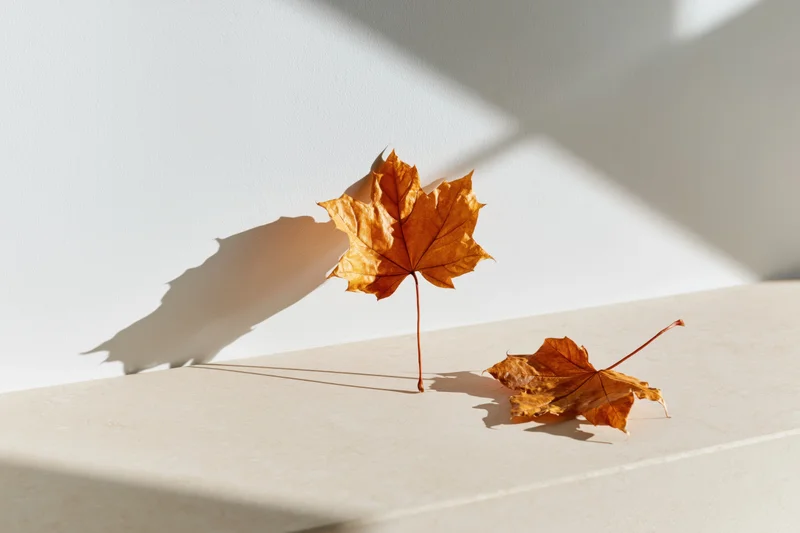 Two dried amber maple leaves resting on a pale beige surface with sunlight and shadows