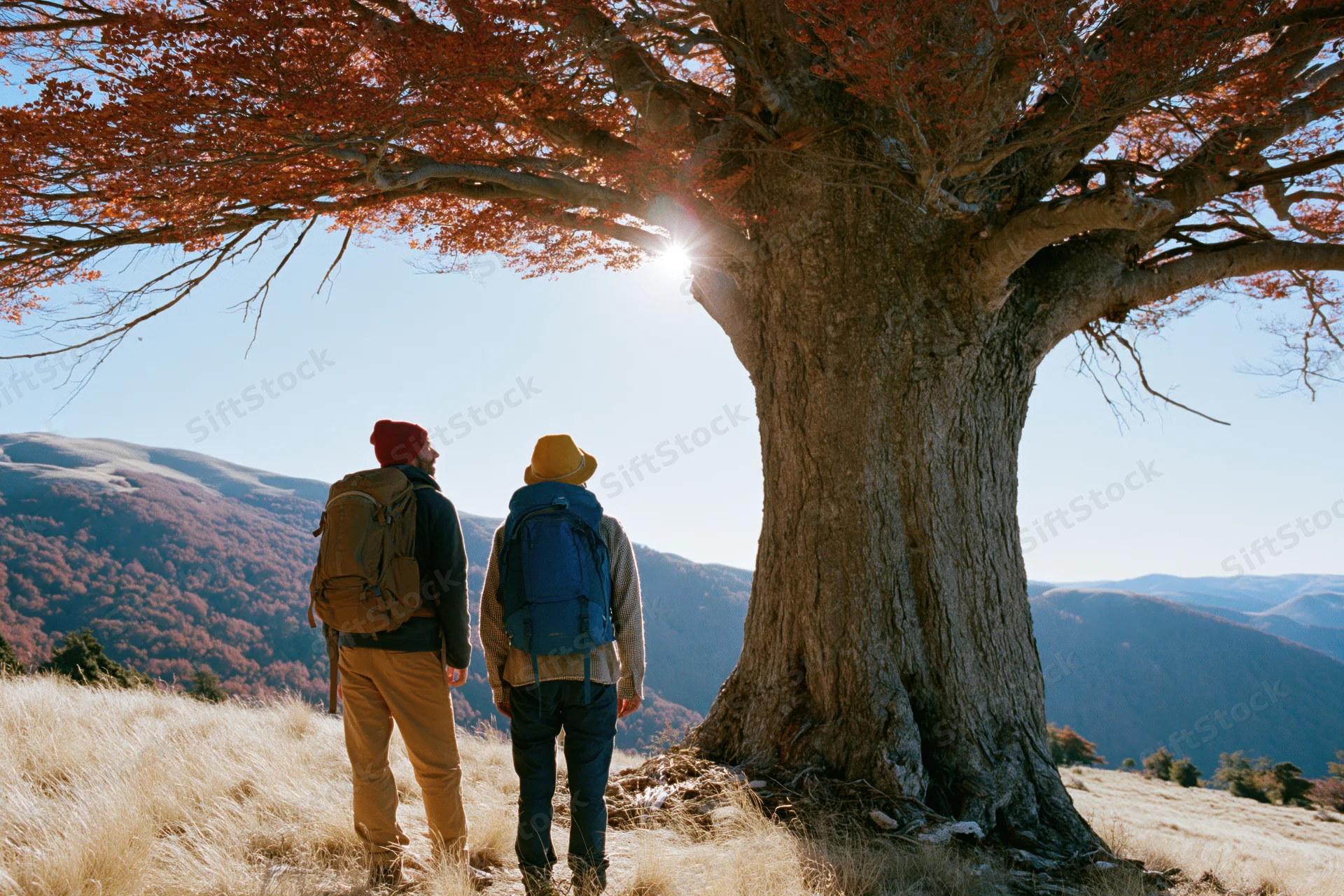 Two hikers with backpacks standing beneath a massive ancient tree overlooking autumn mountains