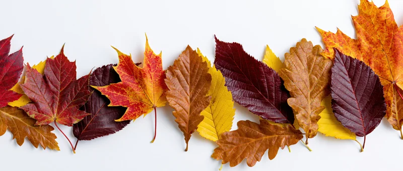 Horizontal rows of mixed autumn leaves arranged flat on white background