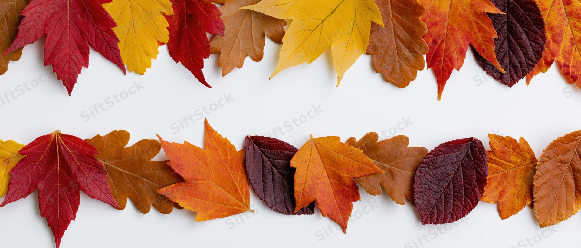 Two horizontal rows of colorful autumn leaves arranged flat on white background