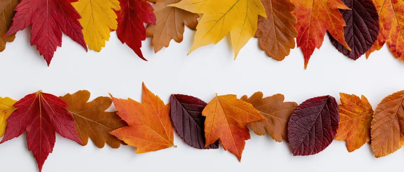 Two horizontal rows of colorful autumn leaves arranged flat on white background