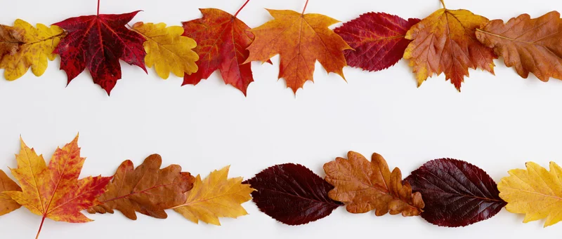 Two horizontal rows of mixed autumn leaves arranged flat on white background with copyspace in center