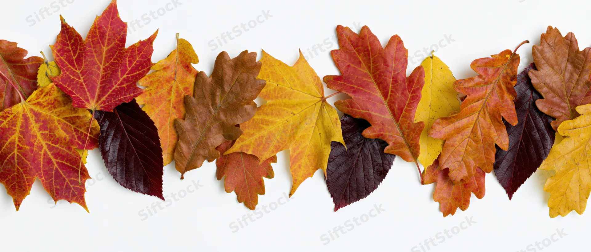 Horizontal rows of mixed autumn leaves arranged flat on white surface