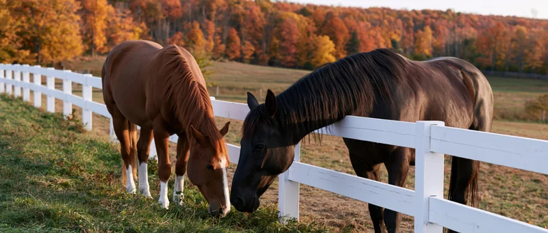 Two horses grazing beside a white wooden fence in an autumn pasture