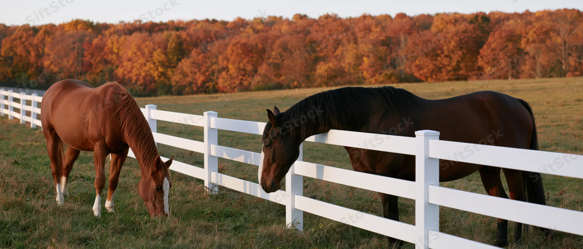 Two horses grazing beside a white wooden fence in a pasture with autumn trees in the background