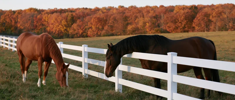 Two horses grazing beside a white wooden fence in a pasture with autumn trees in the background