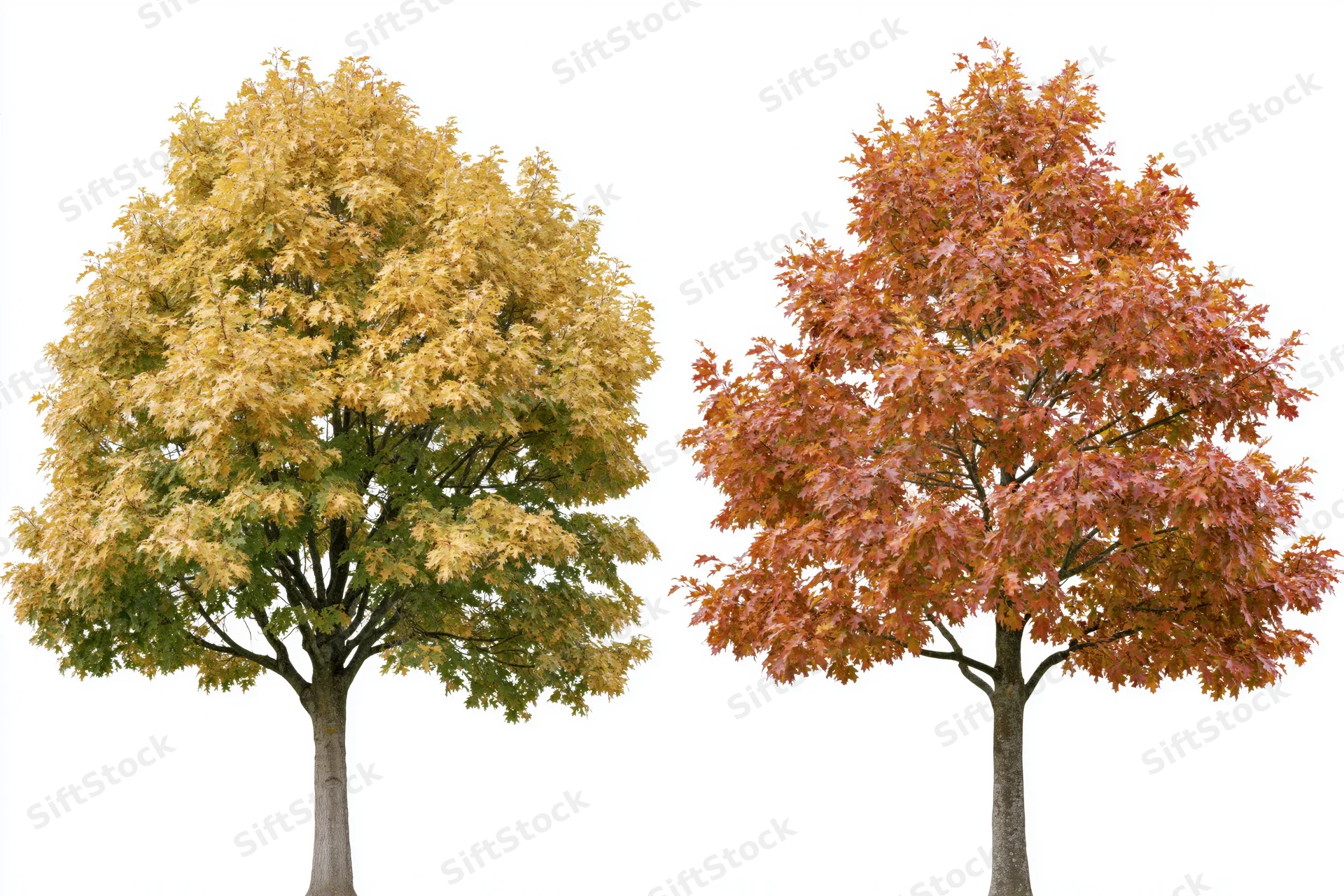 Two deciduous trees with autumn foliage in yellow and orange hues against a white background