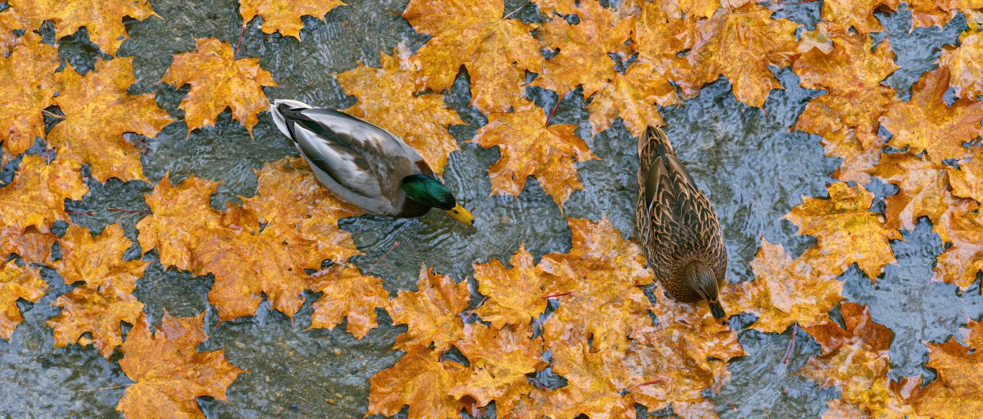 Two mallard ducks swimming in shallow water covered with fallen autumn leaves