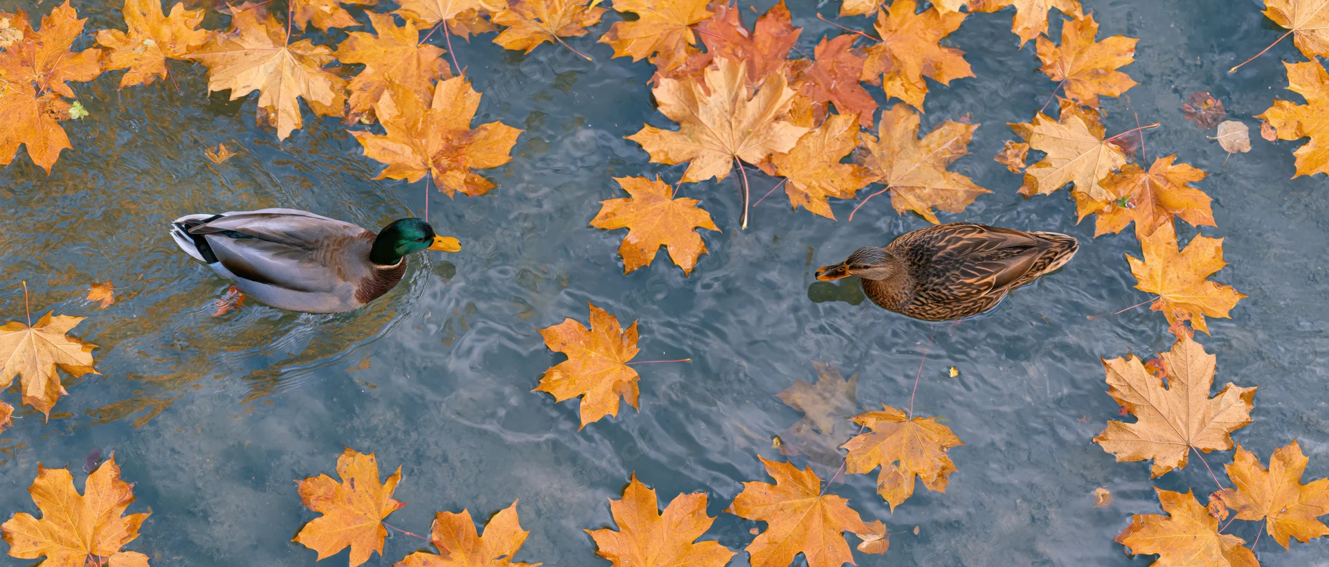 Two mallard ducks swimming in a shallow pond covered with floating autumn maple leaves