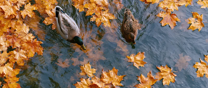 Two mallard ducks swimming in a shallow pond covered with floating autumn maple leaves