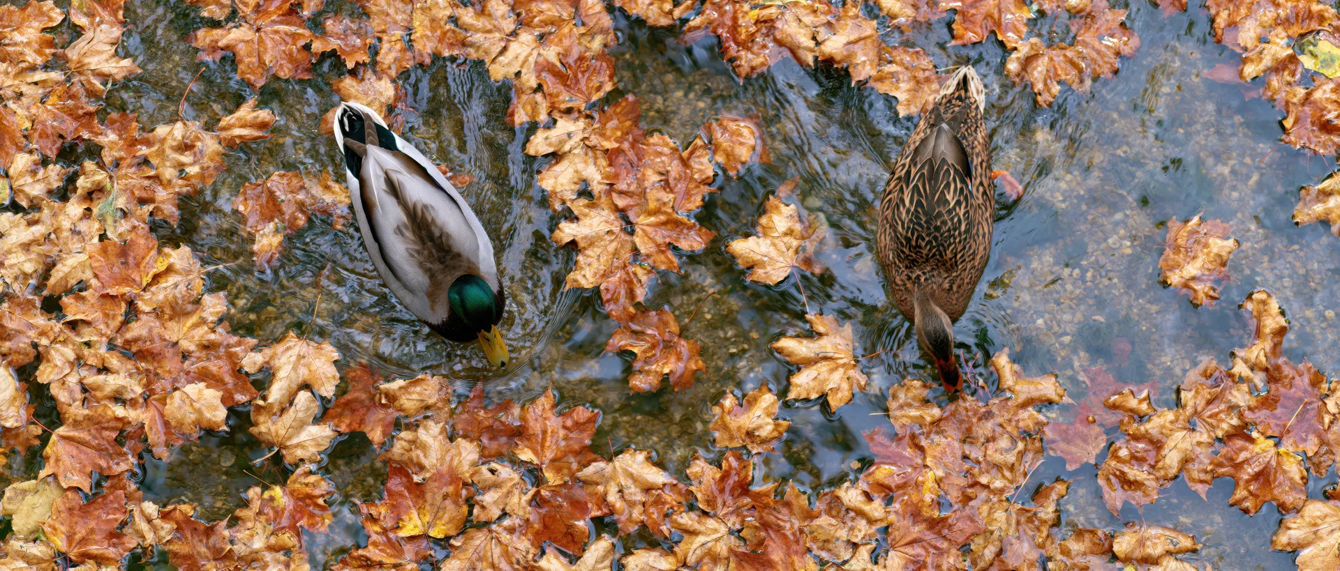 Two mallard ducks swimming in a shallow pond covered with fallen autumn leaves