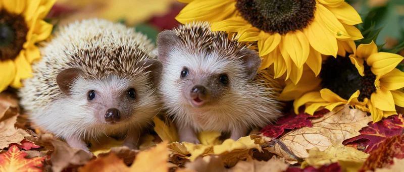 Two small hedgehogs nestled among autumn leaves and sunflowers