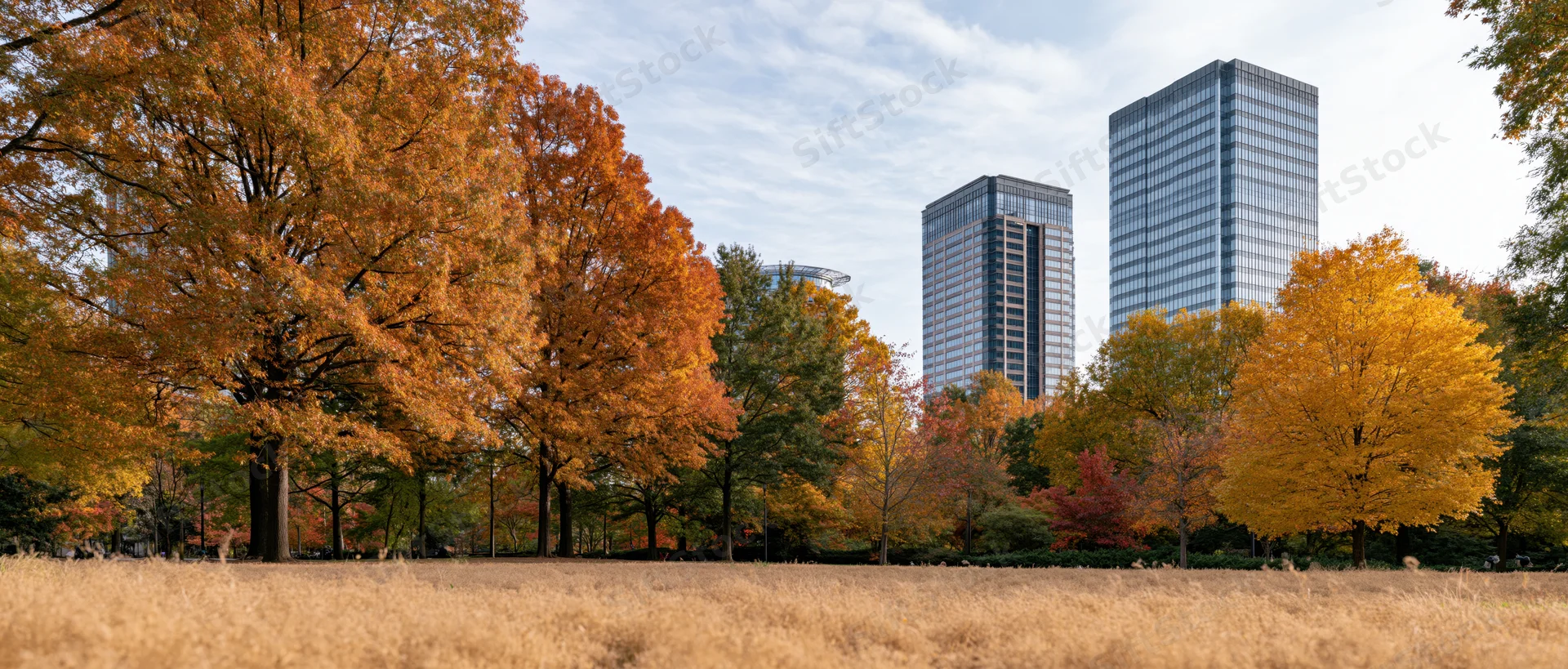 Autumn trees in a city park with glass office towers in the background
