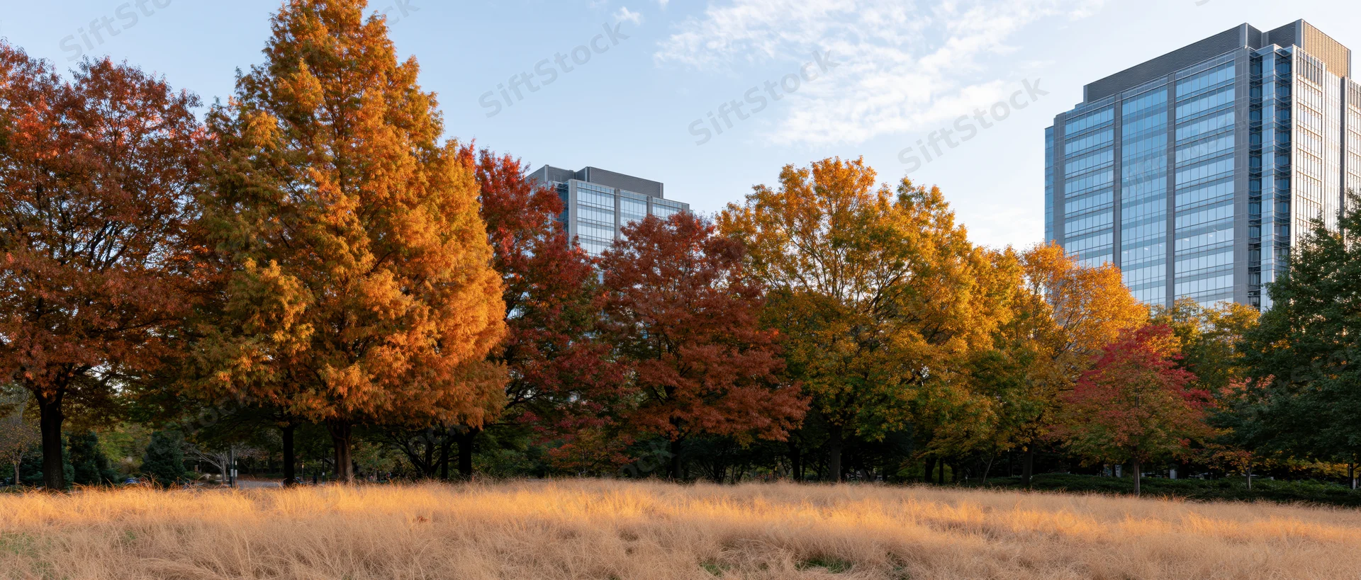 Autumn trees in a park with glass office towers visible behind them