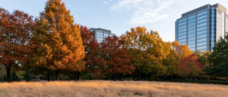 Autumn trees in a park with glass office towers visible behind them