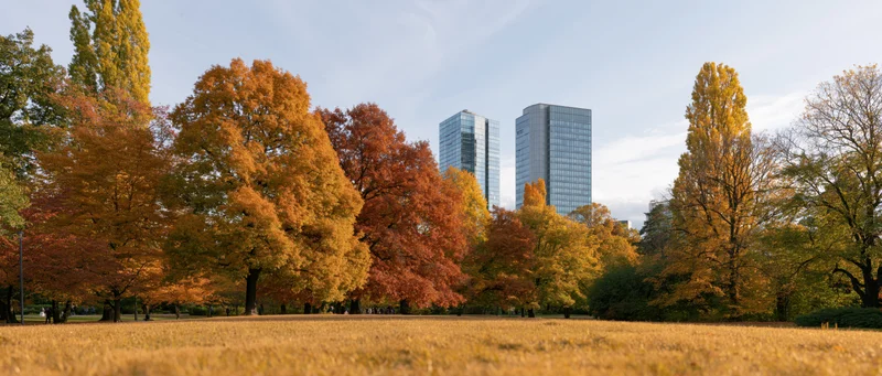 Autumn trees in a park with glass office towers visible in the background