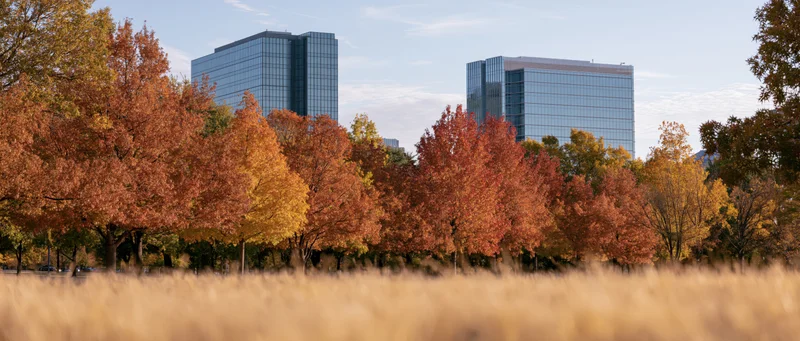 Autumn trees in a park with glass office towers in the background
