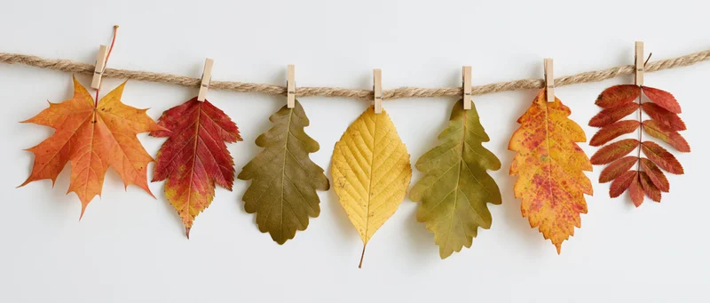 Autumn leaves clipped to a twine string against a white background