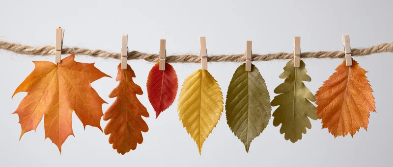 Autumn leaves of various species clipped to a twine line with clothespins against a light background