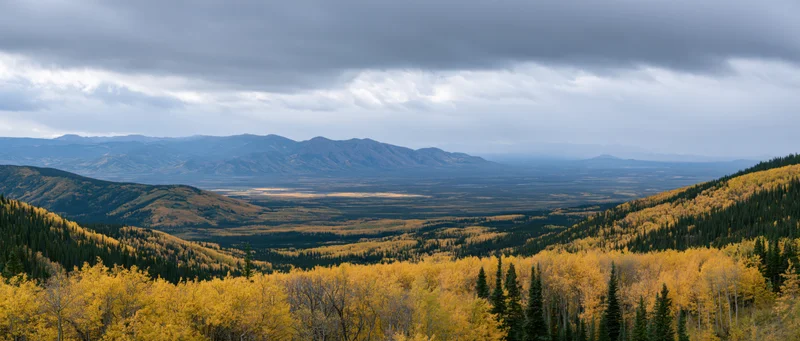 Panoramic view of a northern valley in peak autumn with golden aspen and conifer forests under overcast skies
