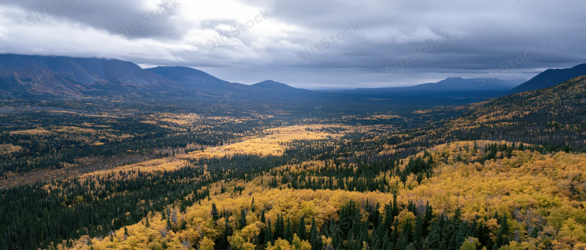 Aerial view of a vast northern valley in autumn with golden aspen and evergreen forests under cloudy skies