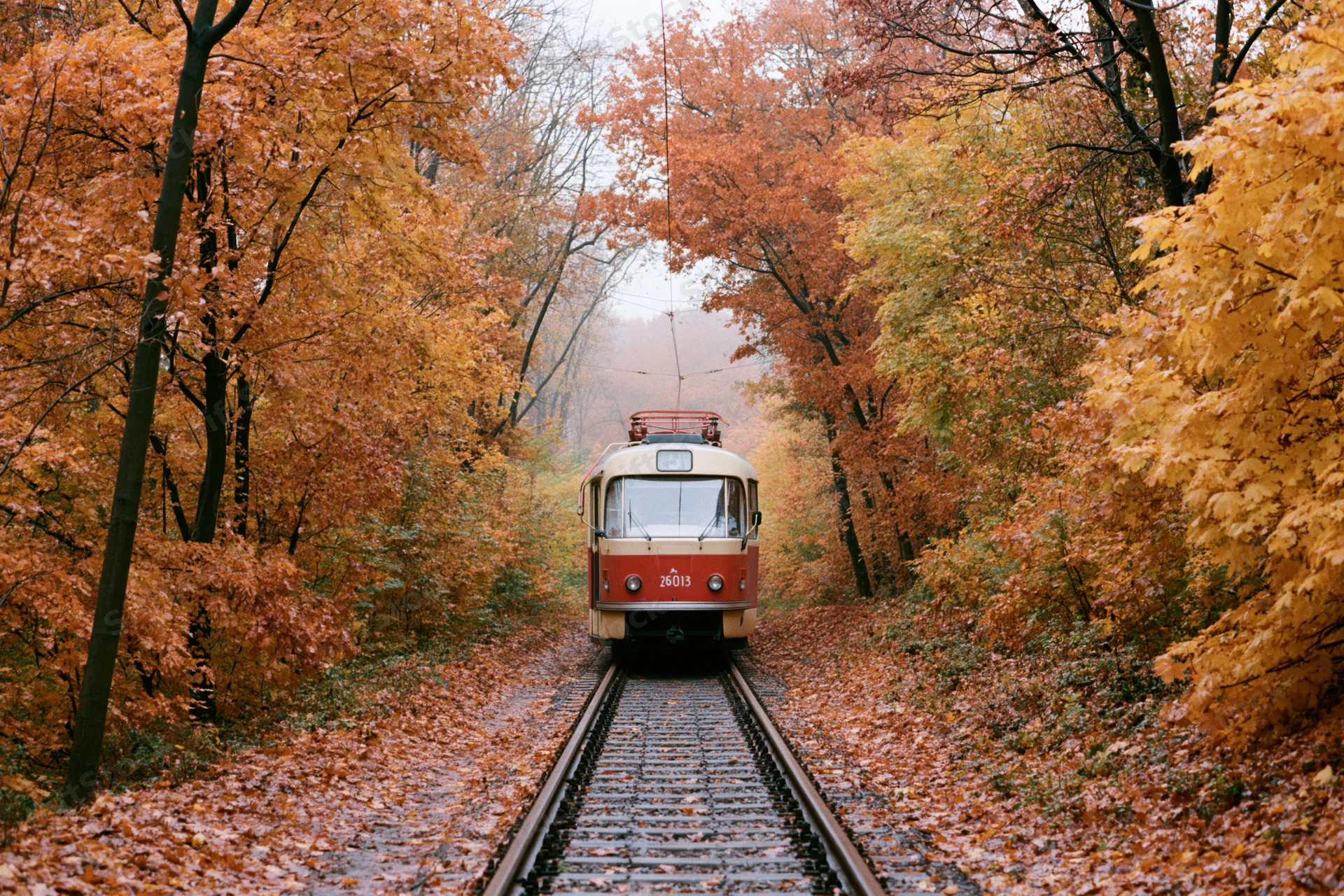 Vintage red-and-cream tram traveling along forest tracks in autumn