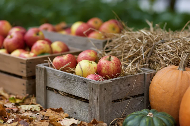 Apples and pumpkins in weathered wooden crates surrounded by hay and fallen leaves in an outdoor autumn farm setting