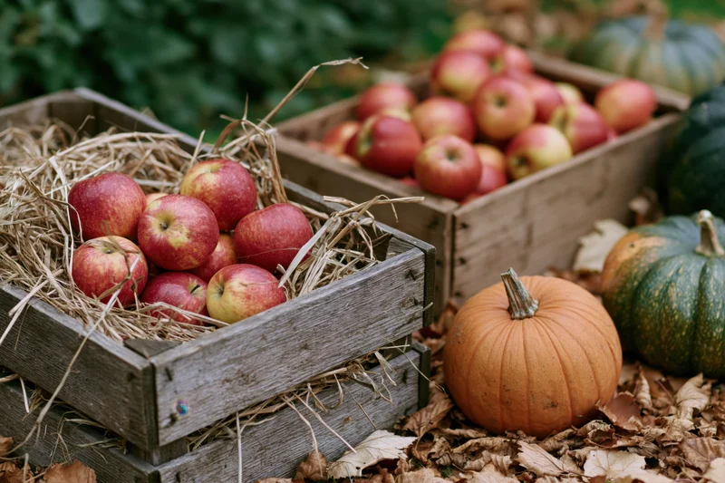 Red and yellow apples in weathered wooden crates with pumpkins and hay on a leaf-covered ground in an outdoor farm setting during autumn harvest