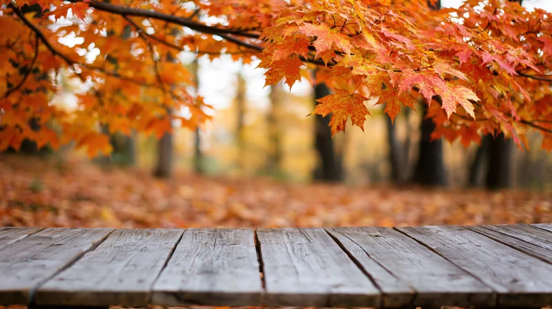 Weathered wooden planks in foreground with autumn maple leaves above and fallen foliage in forest background
