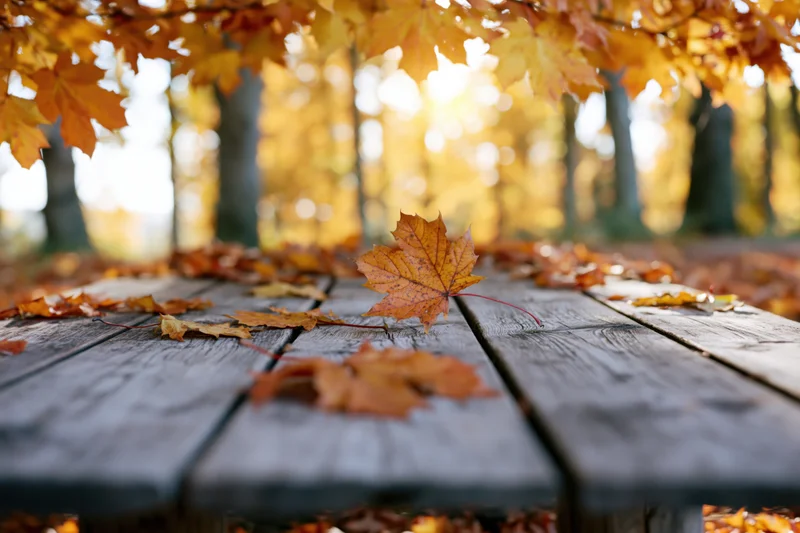Weathered wooden table covered with fallen maple leaves in an autumn forest clearing with sunlight filtering through trees