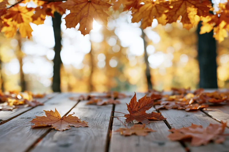 Autumn leaves scattered on a weathered wooden table in a forest clearing with sunlight filtering through trees