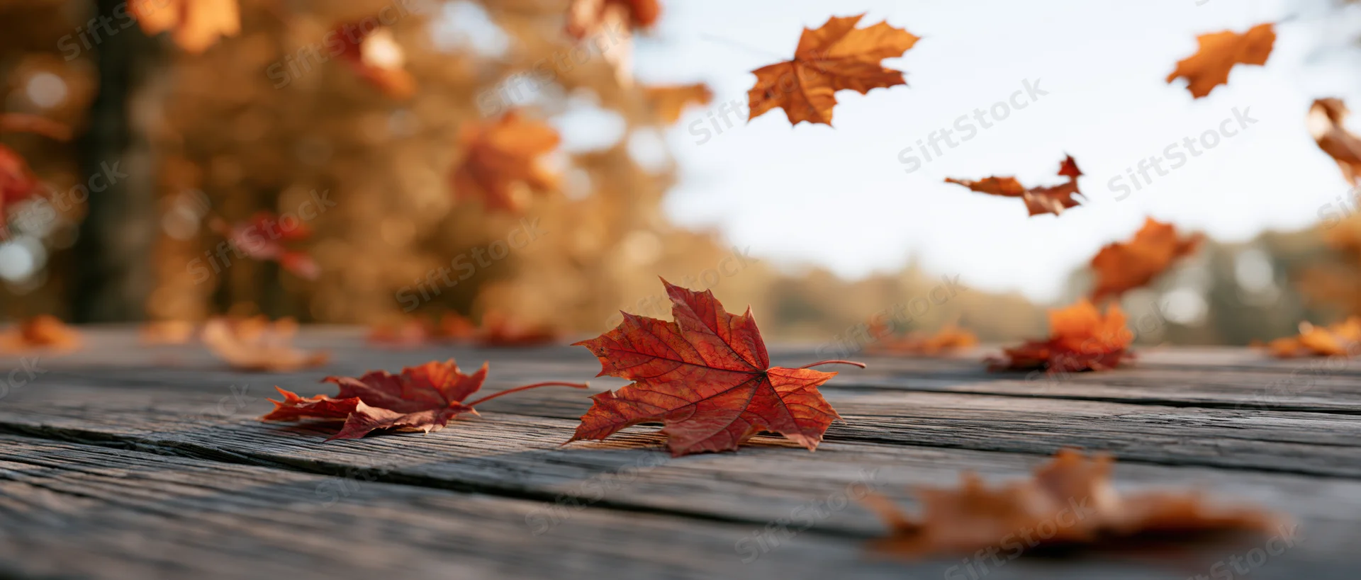 Falling maple leaves on a weathered wooden deck outdoors in autumn