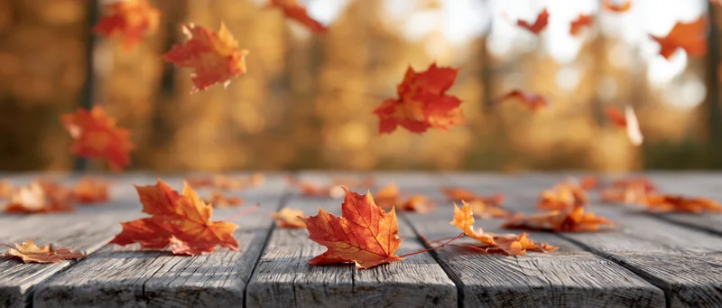 Falling maple leaves on a weathered wooden table outdoors in autumn