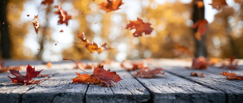 Falling maple leaves on a weathered wooden table in an autumn forest setting