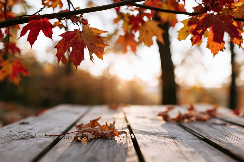 Autumn maple leaves hanging over a weathered wooden table in a sunlit forest