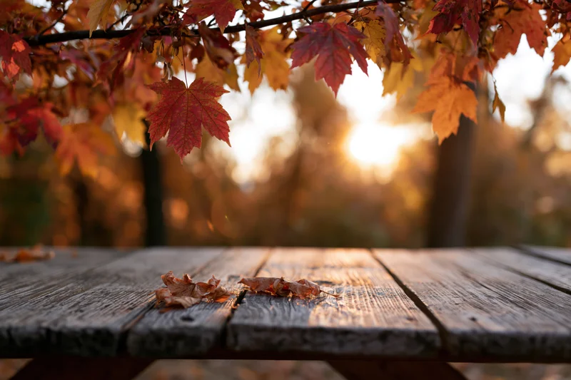 Weathered wooden table with fallen maple leaves in autumn forest at sunset