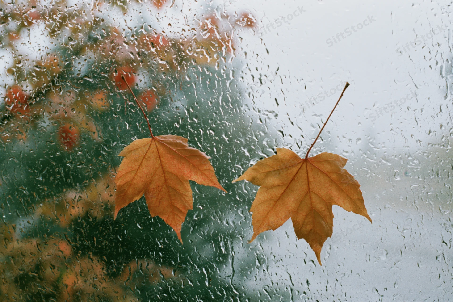 Two wet maple leaves stuck to a rain-covered window with blurred autumn trees behind