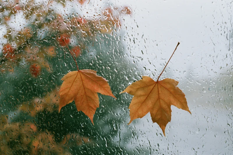 Two wet maple leaves stuck to a rain-covered window with blurred autumn trees behind