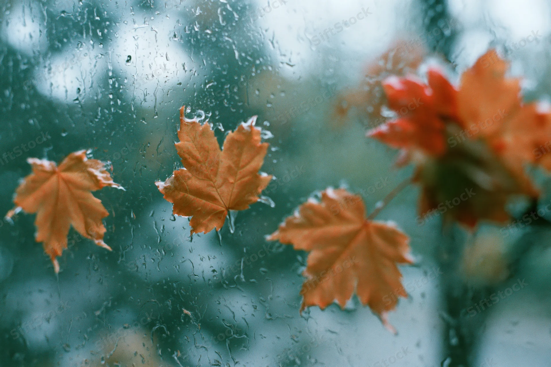 Wet autumn maple leaves pressed against a rain-covered window with droplets and blurred greenery beyond