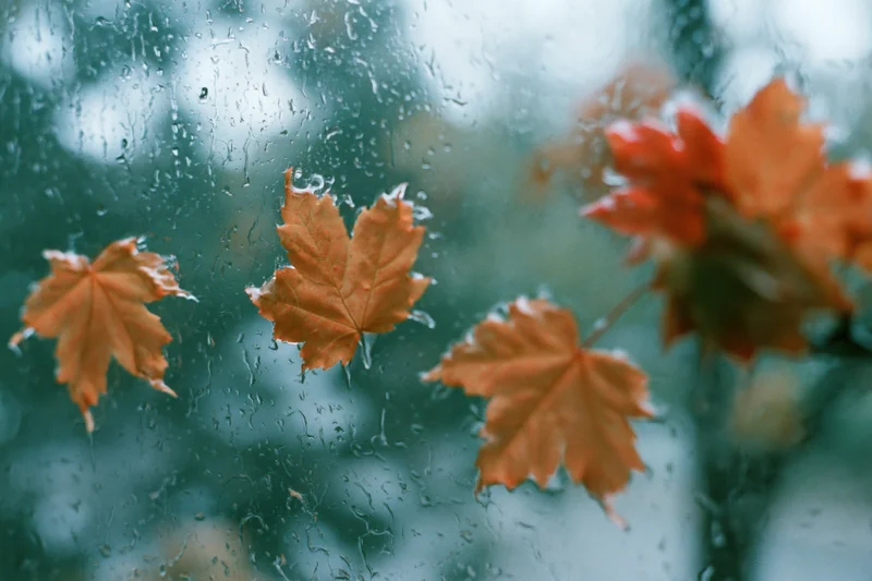 Wet autumn maple leaves pressed against a rain-covered window with droplets and blurred greenery beyond