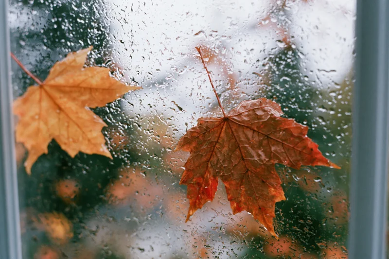 Wet maple leaves pressed against a rain-covered window in autumn