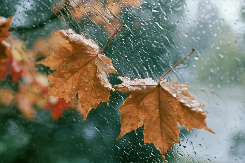 Wet autumn maple leaves pressed against a rain-covered window pane