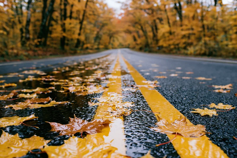 Wet asphalt road with double yellow lines covered in fallen maple leaves stretching into autumn forest